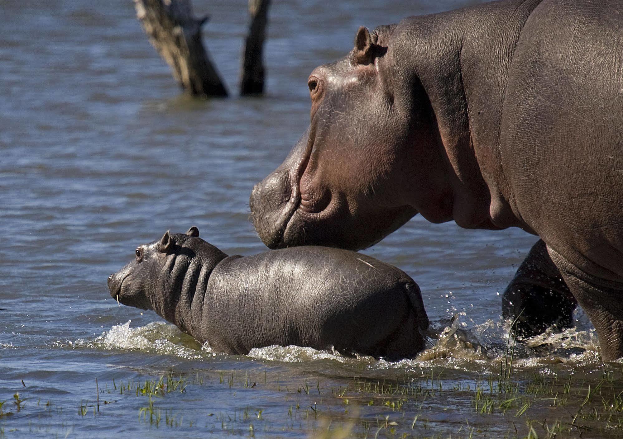Mjejane River Lodge Marloth Park Buitenkant foto